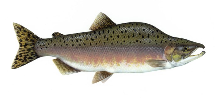 Лещ обыкновенный Abramis brama