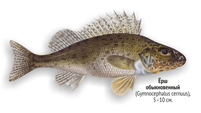 Белый Амур (Ctenopharyngodon Idella)