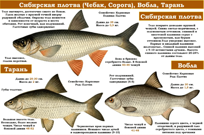 Белый Амур (Ctenopharyngodon Idella)