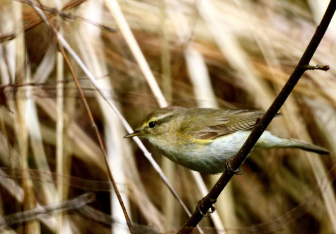 Пеночка-трещотка (Phylloscopus sibilatrix)