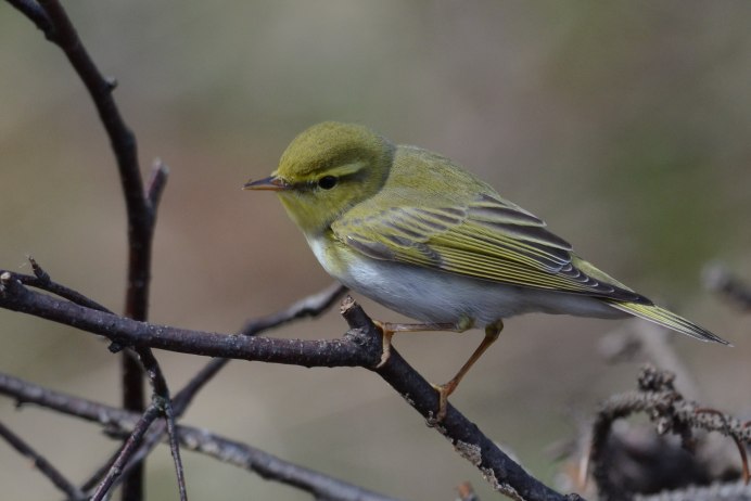 Phylloscopus sindianus