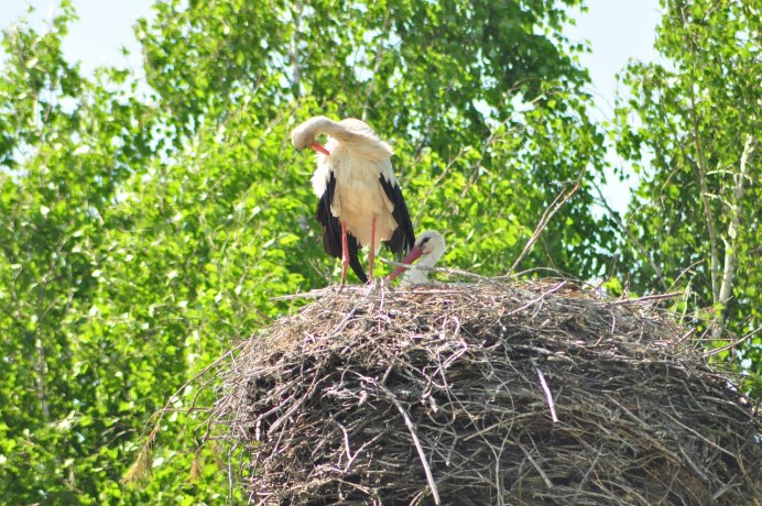 Птицы в деревне средняя