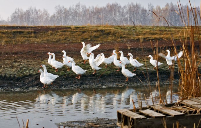 Птицы в деревне