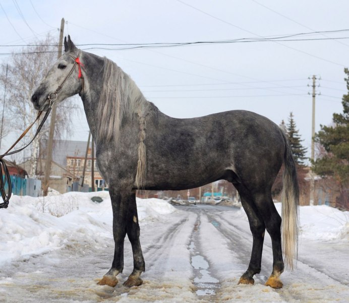 Орловская рысистая лошадь