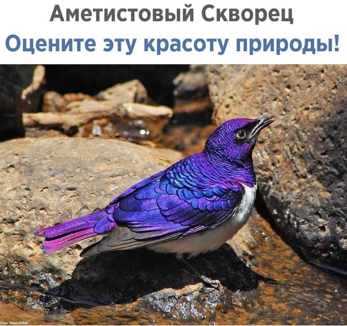 Фиолетовая акула арт