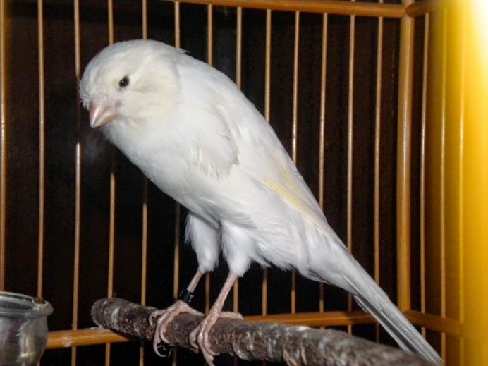 Koningin Canary White 60