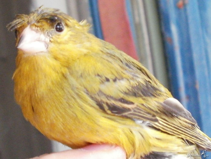 Golden Finch перевод