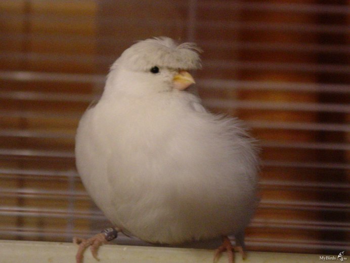 Канарейка на руке