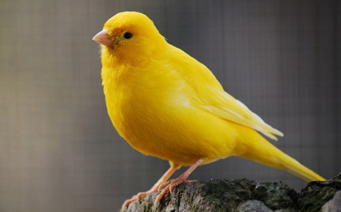 Canary Yellow