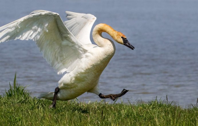 Swan Stands