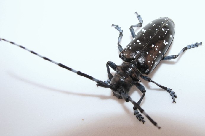 Monochamus scutellatus