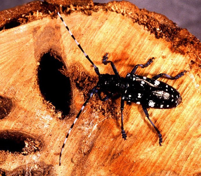 Азиатский усач Anoplophora glabripennis