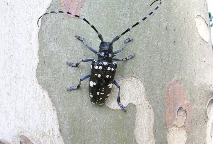 Asian long Horned Beetle