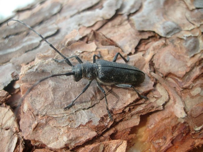 Anoplophora glabripennis Motschulsky