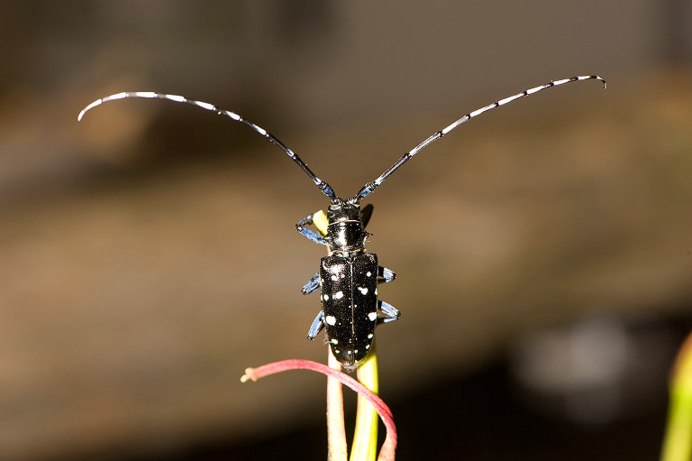 Long-Horned Beetle