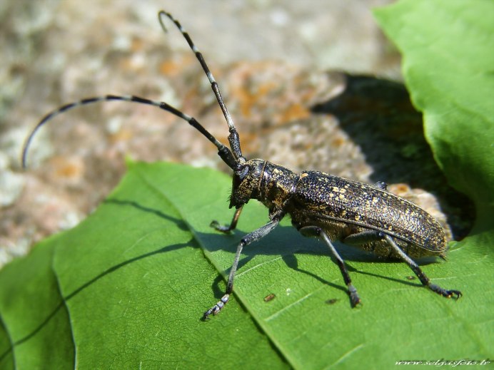 Asian Longhorn Beetle