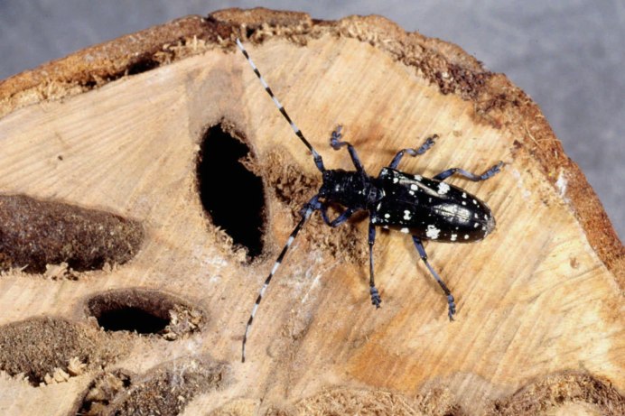 Anoplophora glabripennis