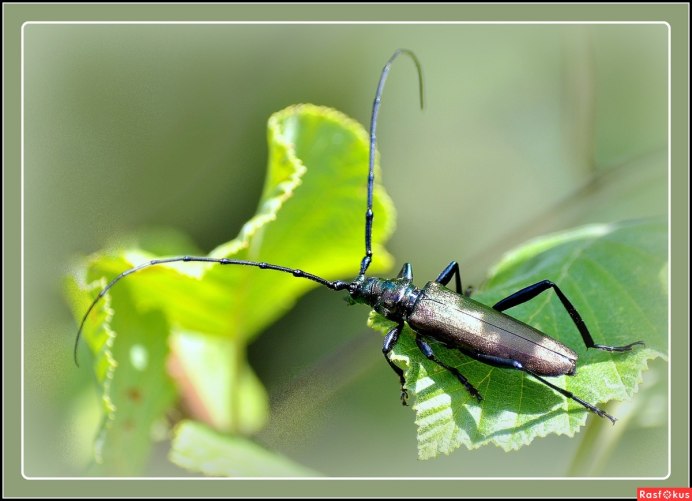 Anoplophora glabripennis