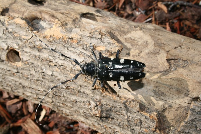 Monochamus guttulatus
