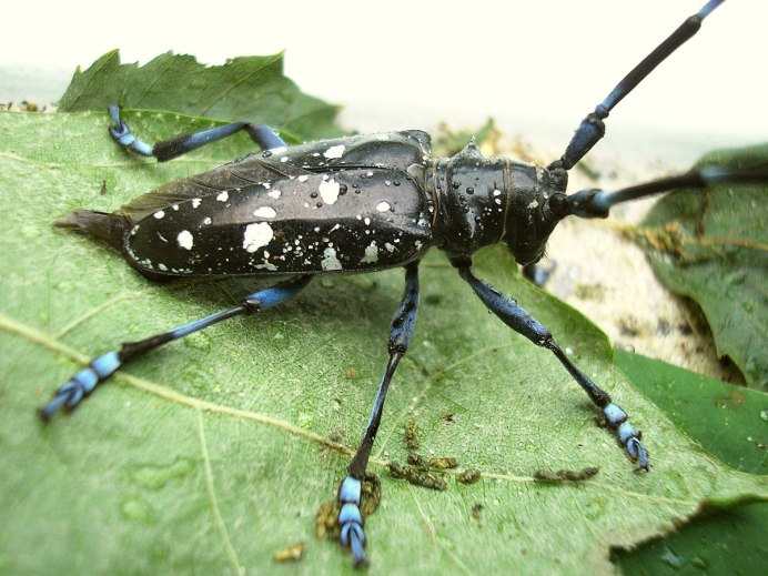 Азиатский усач Anoplophora glabripennis Motschulsky