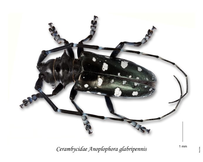Азиатский усач Anoplophora glabripennis Motschulsky