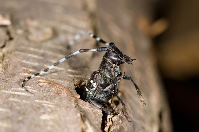 Asian long Horned Beetle