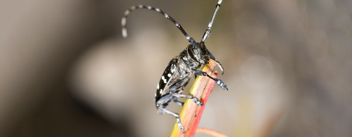 Anoplophora glabripennis