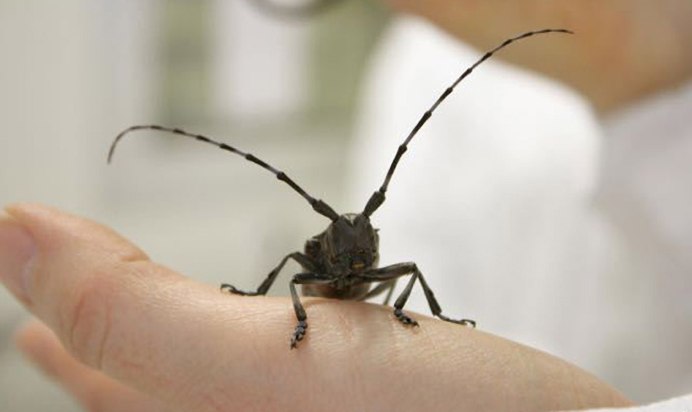 Альпийский усач (Rosalia Alpina)
