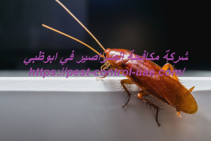 Самые страшные тараканы