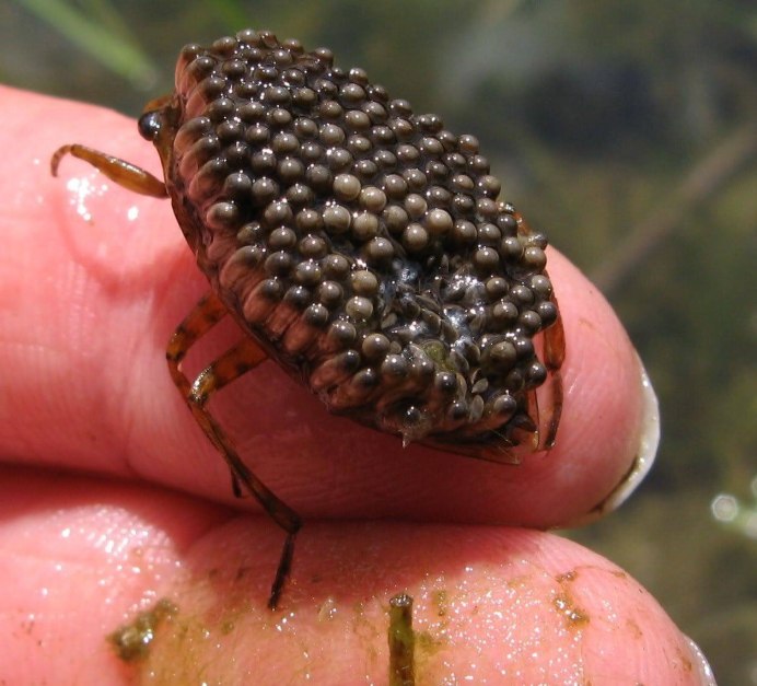 Saduria entomon