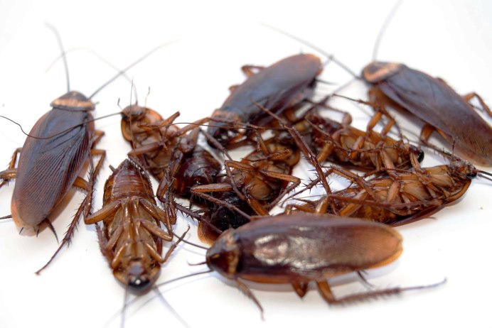 Blue Cockroach