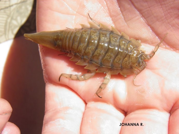 Saduria entomon