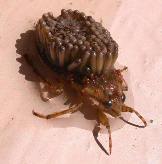 Waterbug Cockroaches