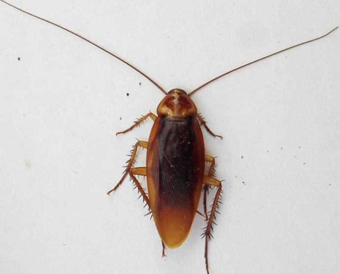Saduria entomon