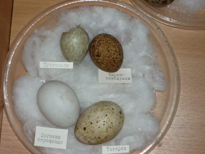 Чернобрюхий Глухарь Tetrao urogallus Major