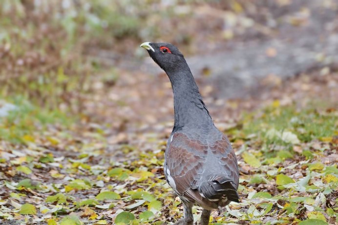 Ruffed Grouse птица