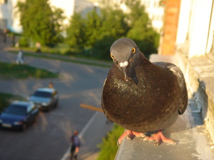 Голубь селфи