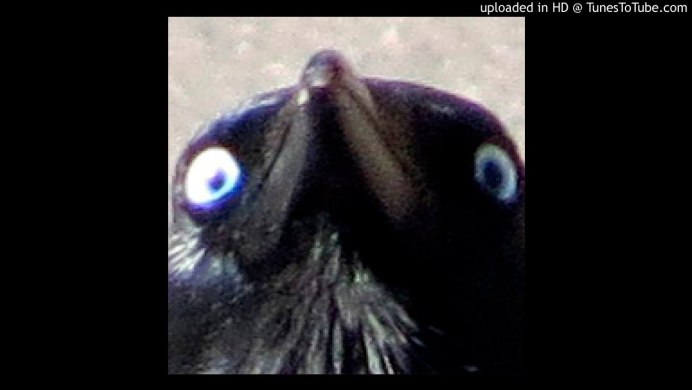 Columba Livia