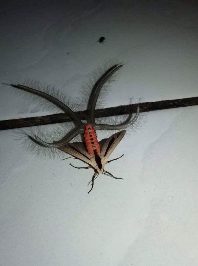 Eumorpha pandorus бабочка