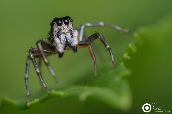 Бабочка Creatonotos Gangis.