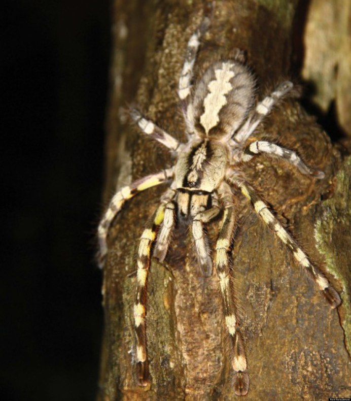 Nephila clavata