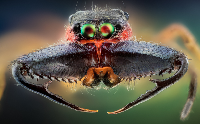 Бабочка Медведица Creatonotos Gangis