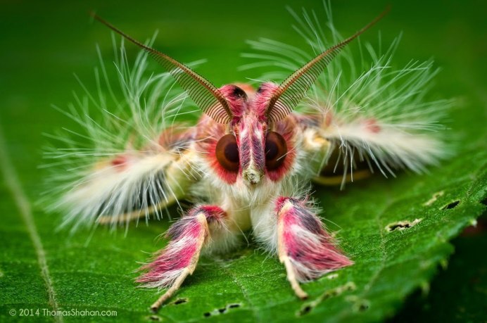 Бабочка Antheraea Polyphemus