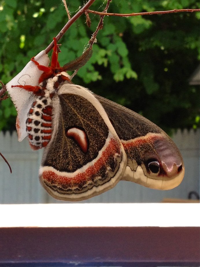 Macracantha arcuata паук