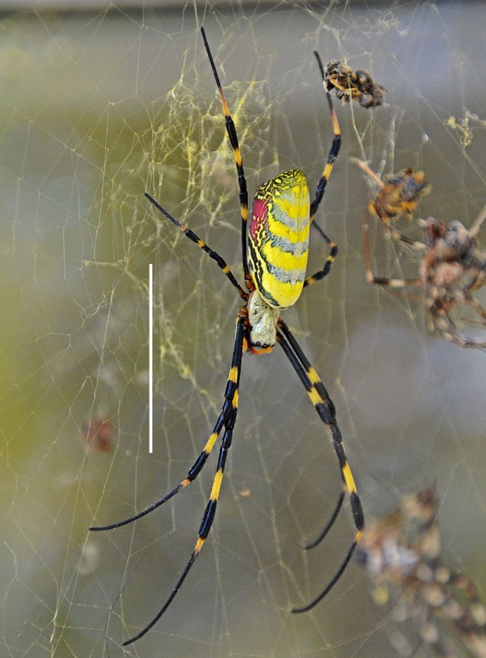 Phintella piatensis