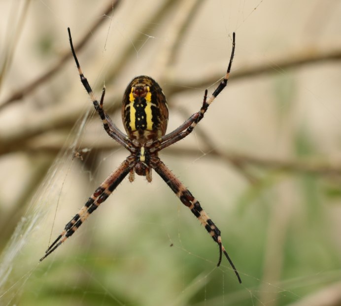 Typhochlaena seladonia