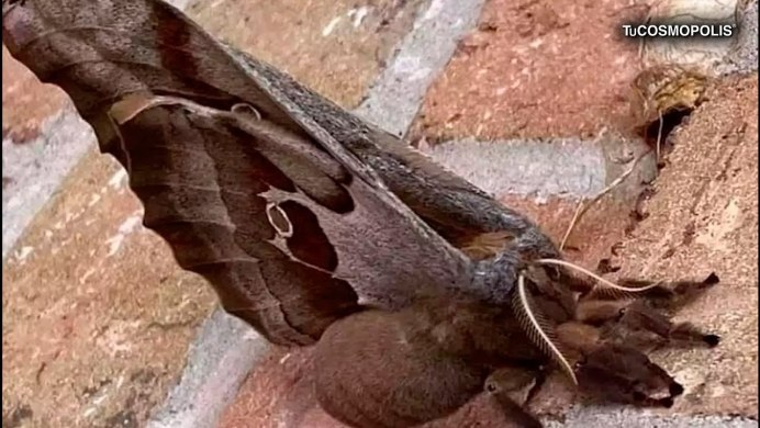 Сатурния-Полифема (Antheraea Polyphemus)