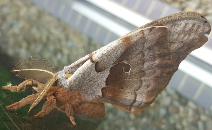 Бабочка Тарантул Antheraea Polyphemus