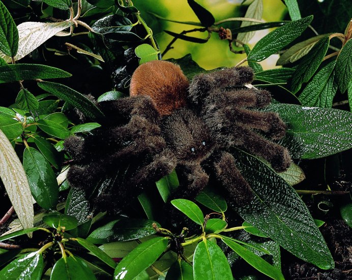 Паук Maratus volans с самкой