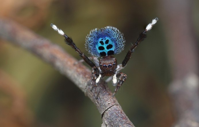 Araneus mitificus